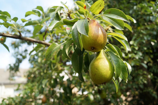 Pyrus Anjou - Anjou Dwarf Pear