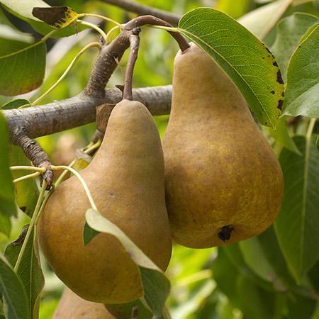 Pyrus Bosc - Bosc Dwarf Pear