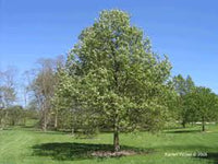 Quercus bicolor - Swamp White Oak