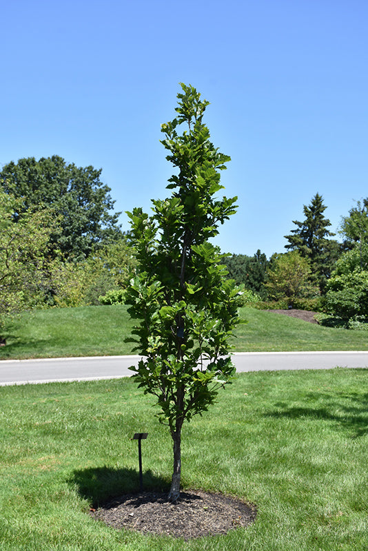 Quercus bicolor 'Bonnie and Mike' - Beacon® Swamp White Oak