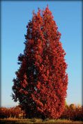 Quercus robur x alba 'Crimschmidt' - Crimson Spire Oak