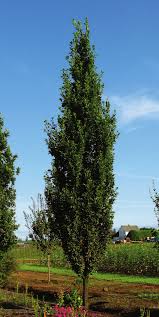 Quercus Robur X Alba 'JFS-KW2QX' - Skinny Genes® Oak