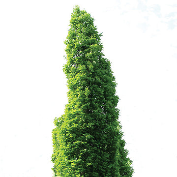 Quercus x warei 'Long' - Regal Prince® Columnar Oak
