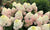 Hydrangea paniculata ‘SMNHPM’ - Quick Fire Fab™ Hydrangea