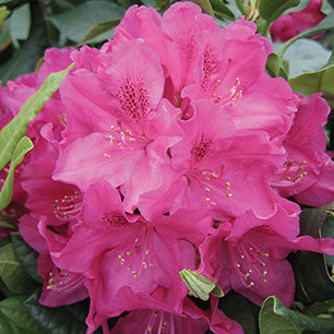 Rhododendron 'Nova Zembla' - Nova Zembla Rhododendron