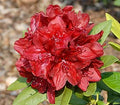 Rhododendron x 'Firestorm' - Firestorm Rhododendron