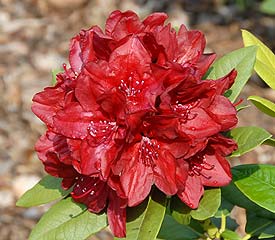 Rhododendron x 'Firestorm' - Firestorm Rhododendron