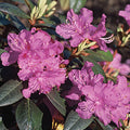 Rhododendron x 'PJM Elite' - PJM Elite Rhododendron