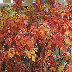 Rhus aromatica - Fragrant Sumac