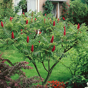 Rhus typhina - Staghorn Sumac