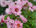 Rosa 'ChewDelight' - Ringo® Double Pink Rose