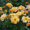 Rosa ‘Chewgewest’ Sunorita™ - Sunorita™ Rose