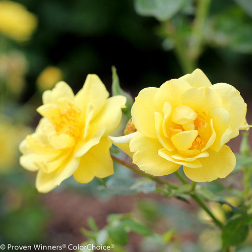 Rosa 'Chewhocan' - Oso Easy Lemon Zest® Rose