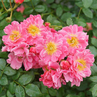 Rosa 'MEIRIFTDAY' - Oso Easy® Double Pink Rose