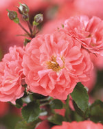 Rosa 'Meidrifora' Standard - The Coral Drift® Rose Standard