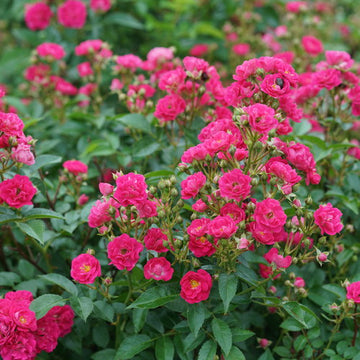 Rosa 'Phyllis Sherman' - Oso Easy Peasy® Rose