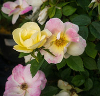 Rosa 'Radpastel' - Peach Lemonade™ Rose