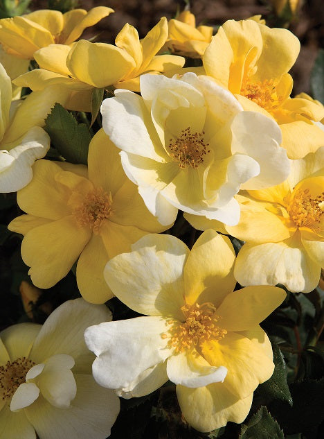 Rosa 'Radsunny' Standard - The Sunny Knock Out® Rose Standard