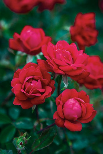 Rosa 'Radtko' Standard - The Double Knock Out® Standard