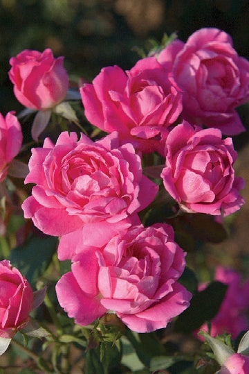 Rosa 'Radtkopink' Standard - The Pink Double Knock Out® Standard