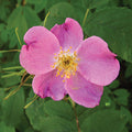 Rosa blanda - Meadow Rose