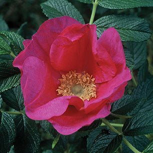 Rosa rugosa - Rugosa Rose