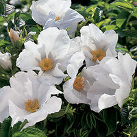 Rosa rugosa 'Alba' - White Rugosa Rose
