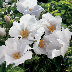 Rosa rugosa 'Alba' - White Rugosa Rose