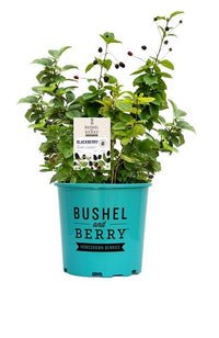 Rubus 'APF-236T' - Bushel and Berry™ Baby Cakes™ Blackberry