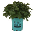 Rubus Idaeus 'NR7' - Bushel and Berry™ Raspberry Shortcake® Raspberry