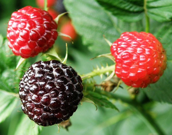 Rubus occidentalis - Common/Black Raspberry
