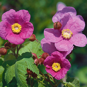 Rubus odoratus - Flowering Raspberry