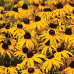 Rudbeckia fulgida 'Goldsturm' - Goldsturm Daisy