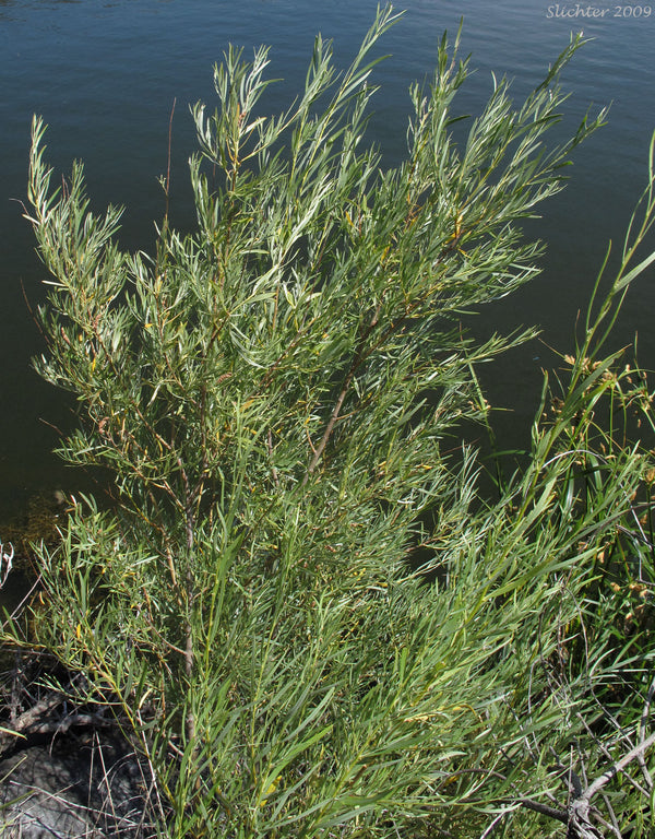 Salix Exigua - Sandbar Willow