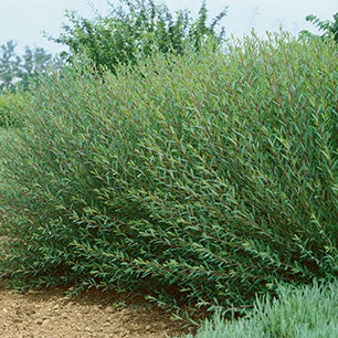 Salix gracilis 'Purpurea Nana' - Dwarf Blue Arctic Willow