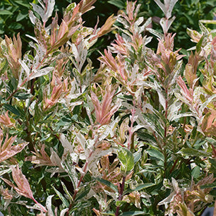 Salix Integra 'Flamingo' - Flamingo Dappled Willow