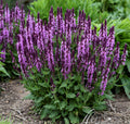 Salvia nemorosa 'Pink Profusion' - Pink Profusion Perennial Salvia