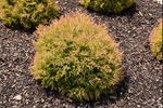 Thuja occidentalis 'Congabe' - Fire Chief™ Globe Cedar