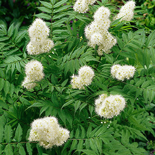 Sorbaria sorbifolia - False Spirea