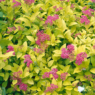 Spiraea bumalda 'Goldmound' - Goldmound Spirea