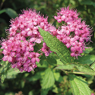 Spiraea japonica 'Anthony Waterer' - Anthony Waterer Spirea