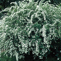 Spiraea vanhouttei - Bridal Wreath Spirea
