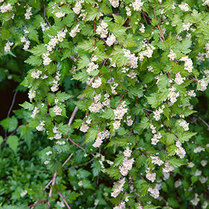 Stephanandra incisa 'Crispa' - Cutleaf Stephanandra