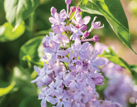 Syringa vulgaris ‘G13099' - New Age Lavender Lilac