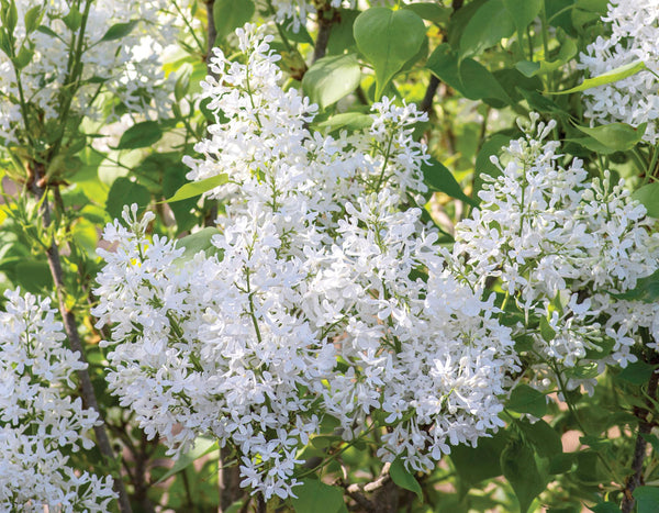Syringa vulgaris ‘G13103' - New Age White Lilac