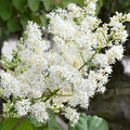 Syringa reticulata 'Ivory Silk' - Ivory Silk Lilac