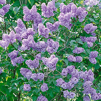 Syringa Vulgaris - Common Lilac
