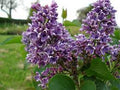 Syringa vulgaris 'Albert F. Holden' - Albert F. Holden Lilac
