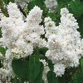 Syringa vulgaris 'Madame Lemoine' - Madame Lemoine Lilac