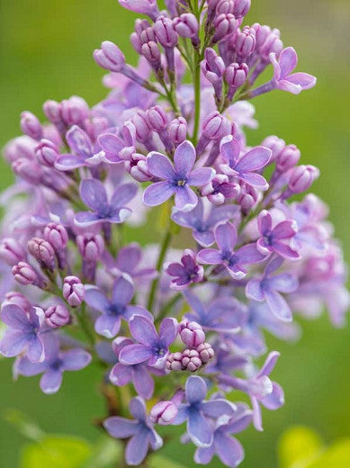 Syringa vulgaris 'Wedgewood Blue' - Wedgwood Blue Lilac